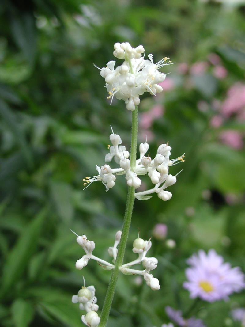 Pollia japonica_04.JPG