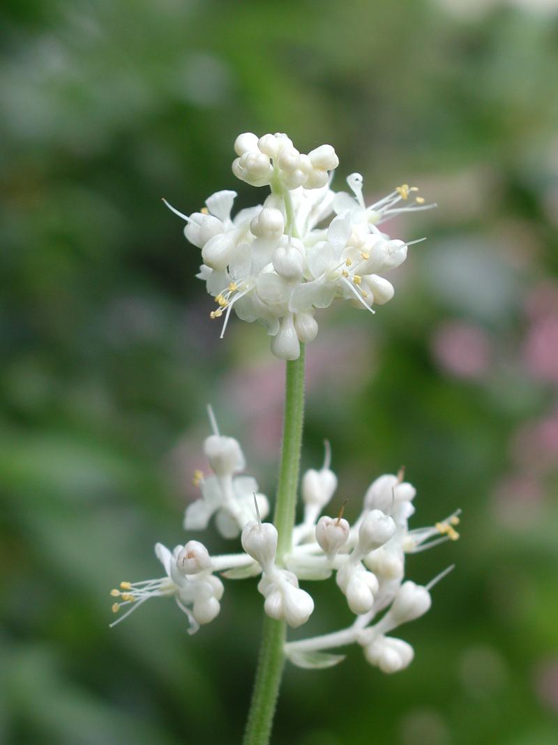 Pollia japonica_02.JPG