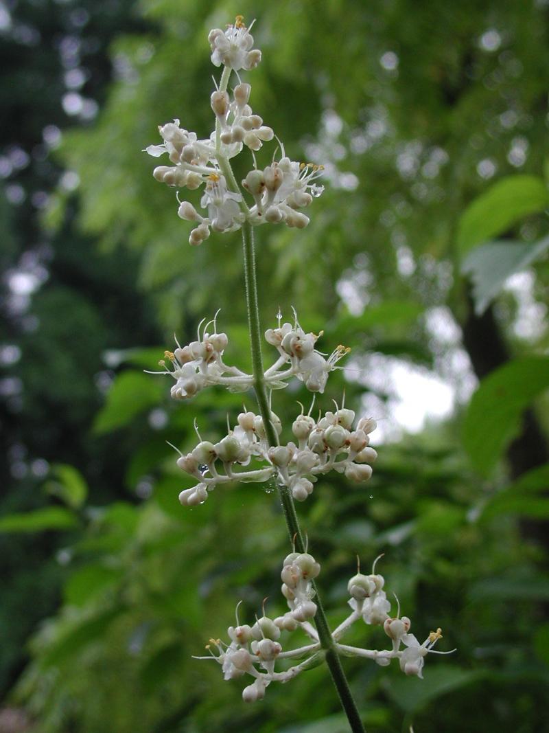 Pollia japonica_06_pg.JPG