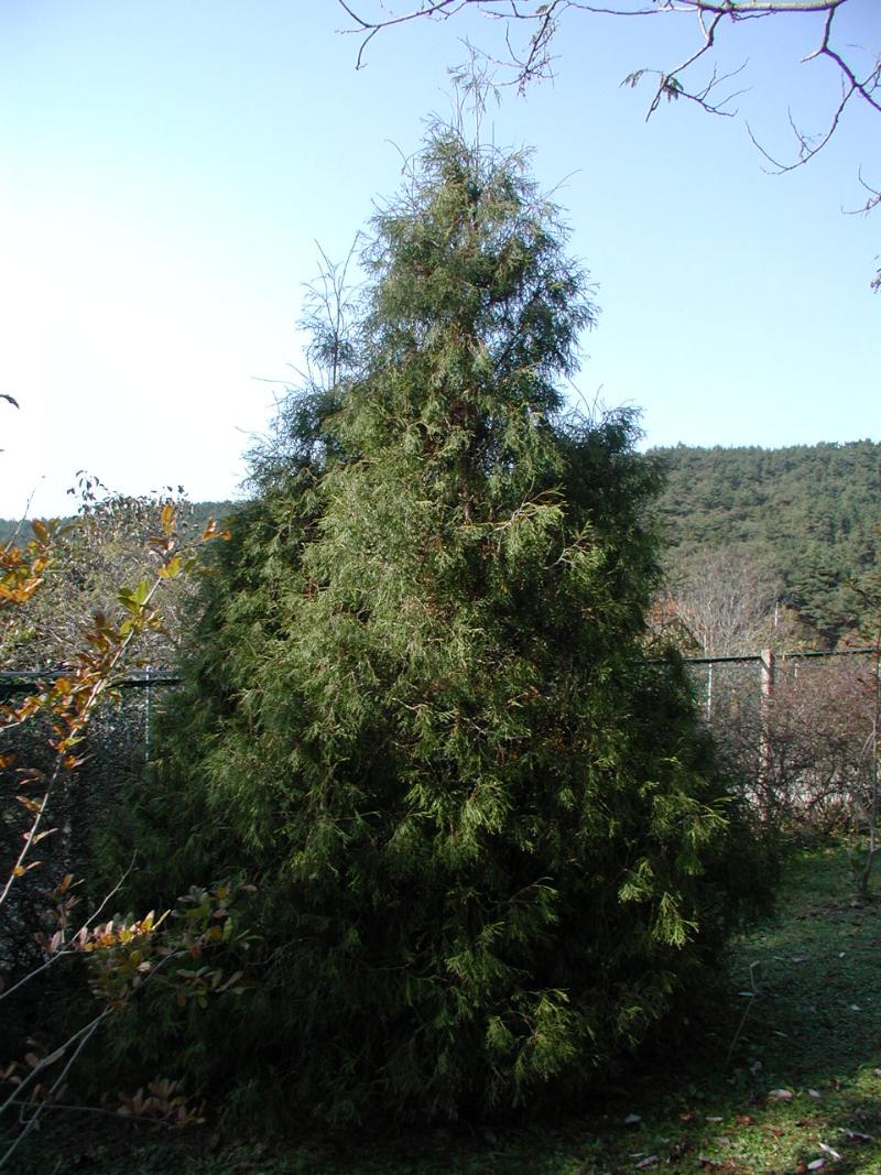 서양측백나무 '필리포르미스'