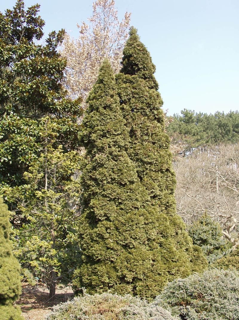 서양측백나무 '홈스트럽'