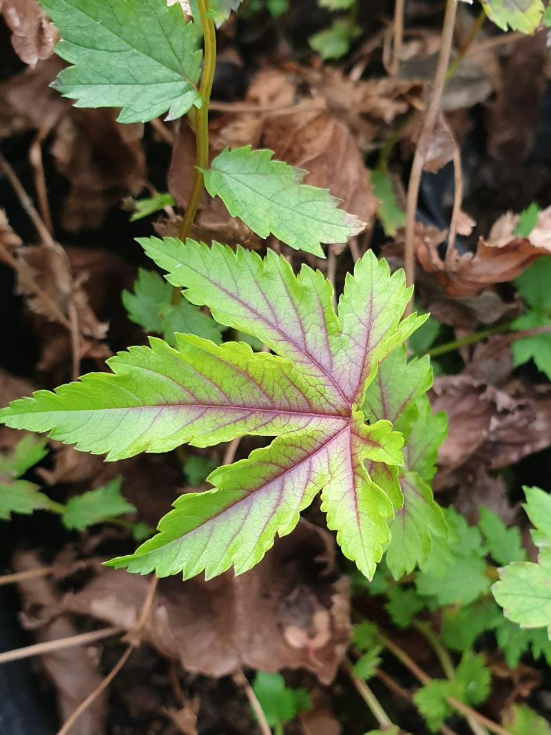 물티주가터리풀 '요디스'