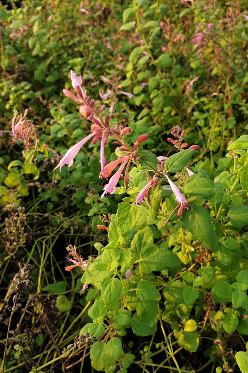 꽃배초향 '선셋'