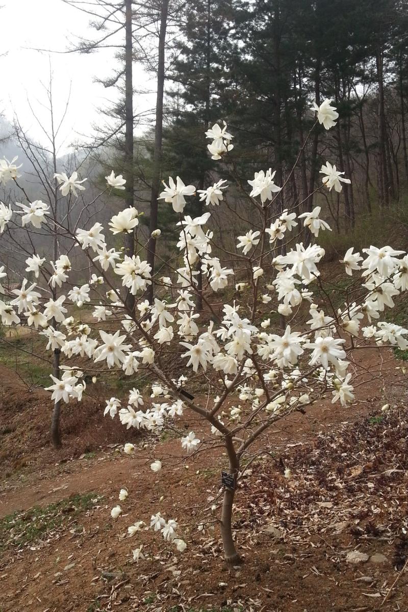 [플가] 큰별목련 '스프링 스노우' Magnolia × loebneri 'Spring Snow'