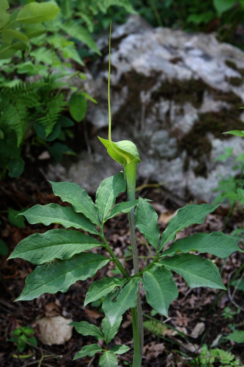 두루미천남성