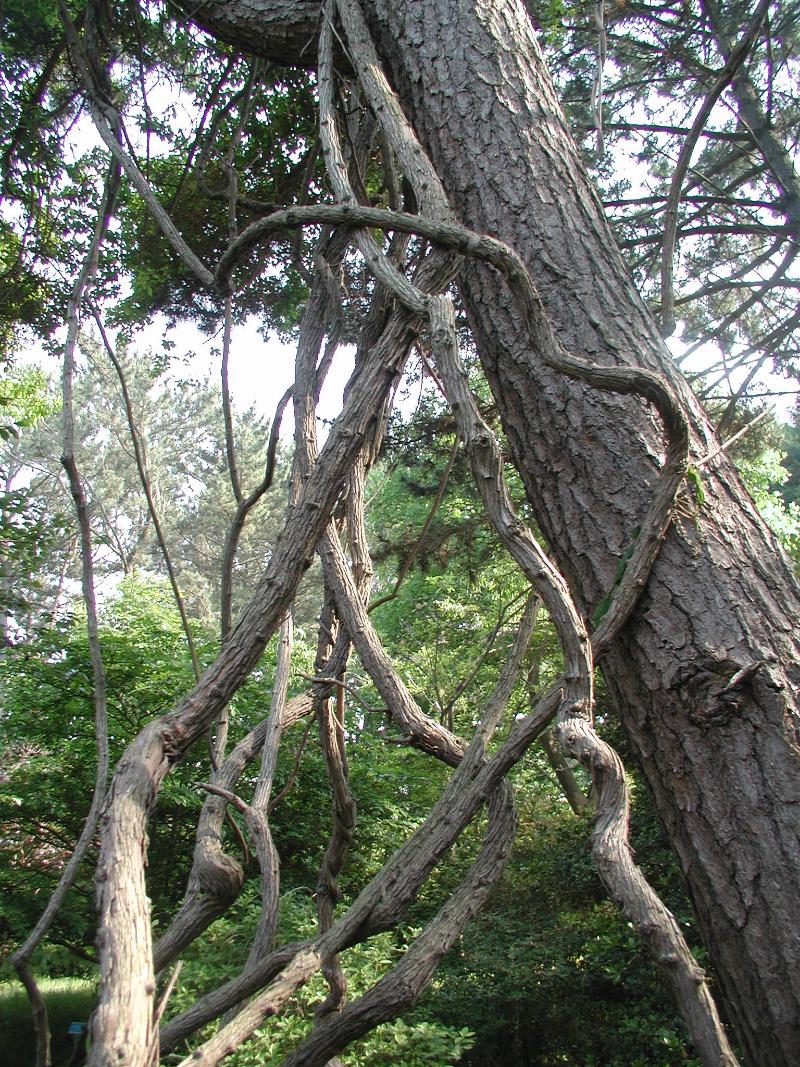 청사조