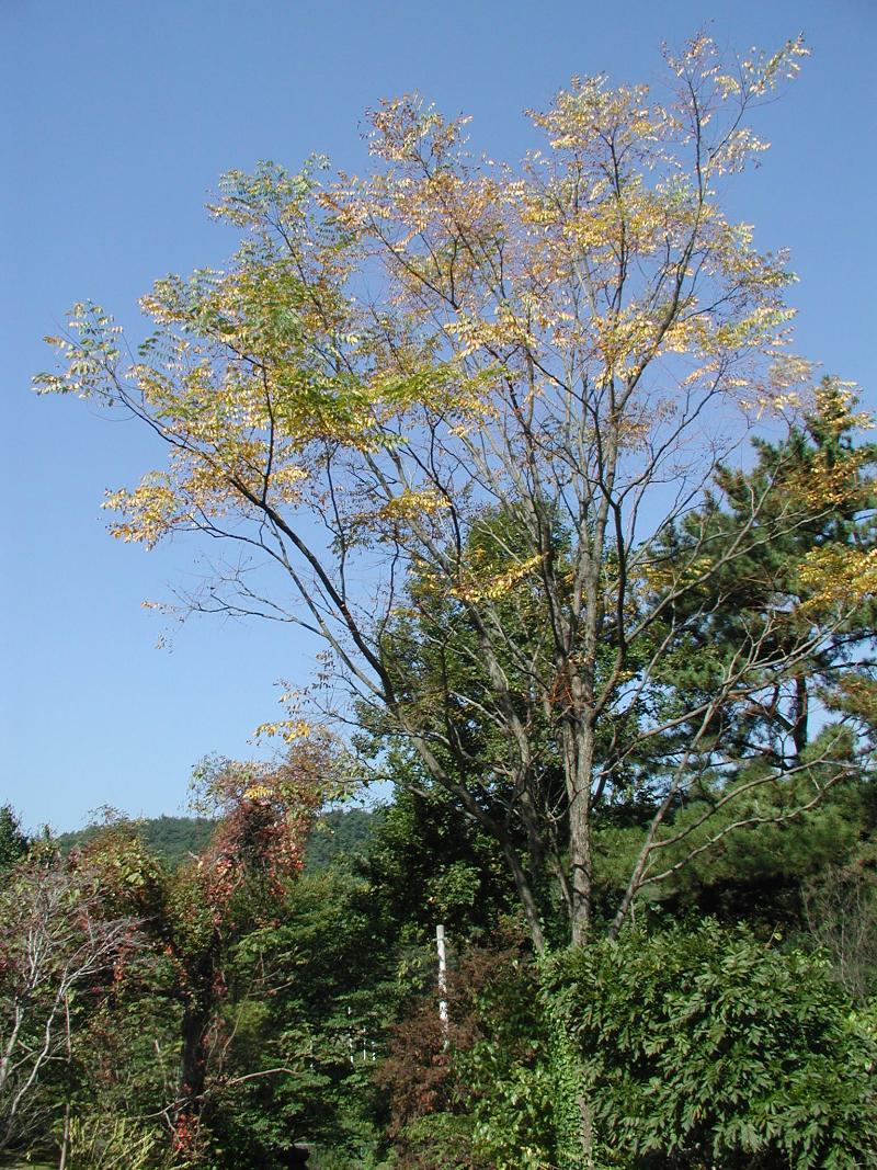 김노클라두스 디오이쿠스