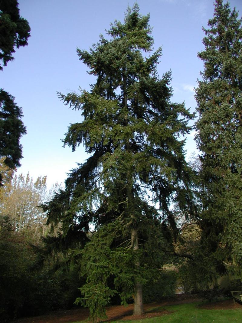 미송