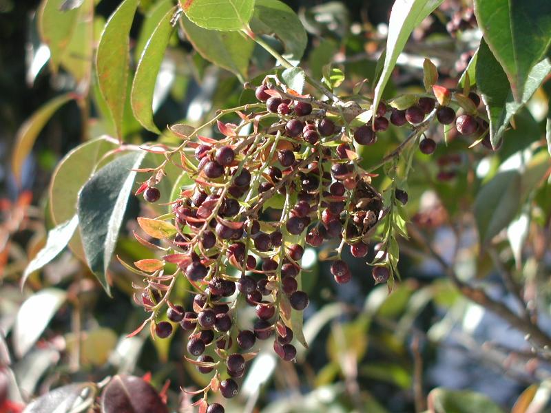 모새나무
