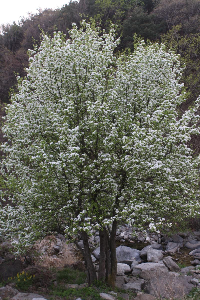 산돌배