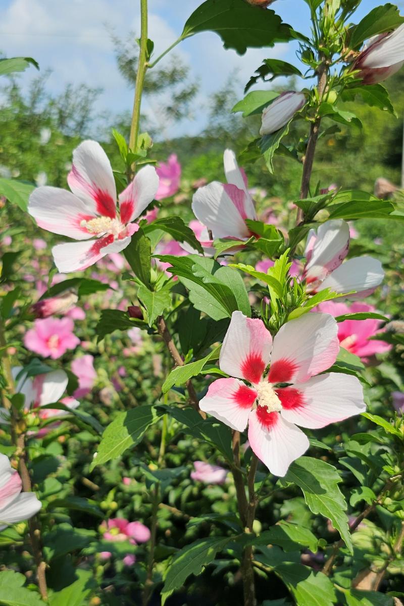 무궁화 '아사달'