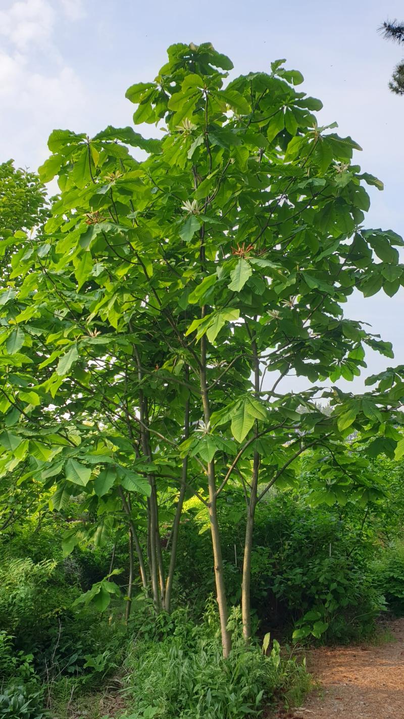 우산목련