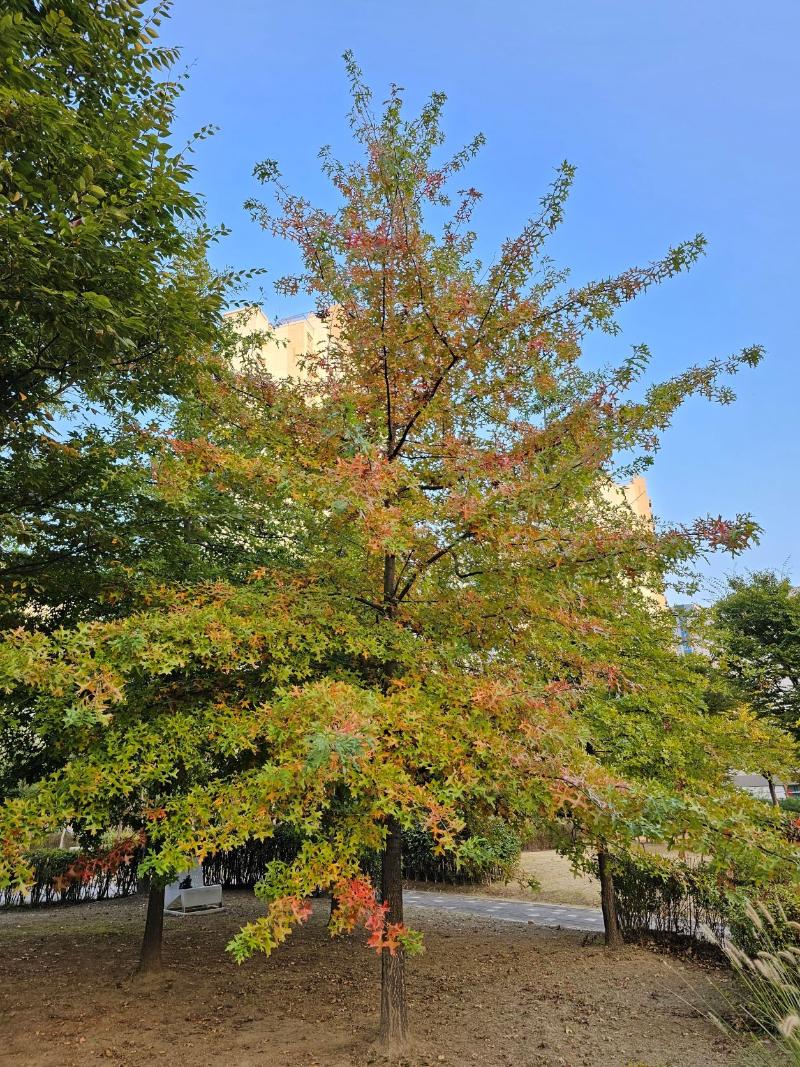 대왕참나무