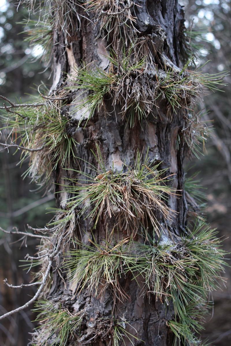 [플가] 리기다소나무 Pinus rigida