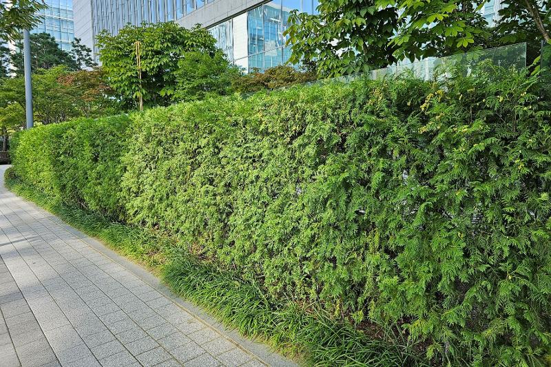 서양측백