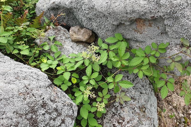 거지덩굴