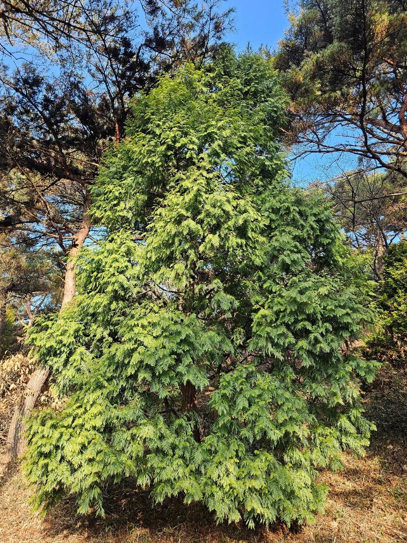 포키에니아 호드긴시