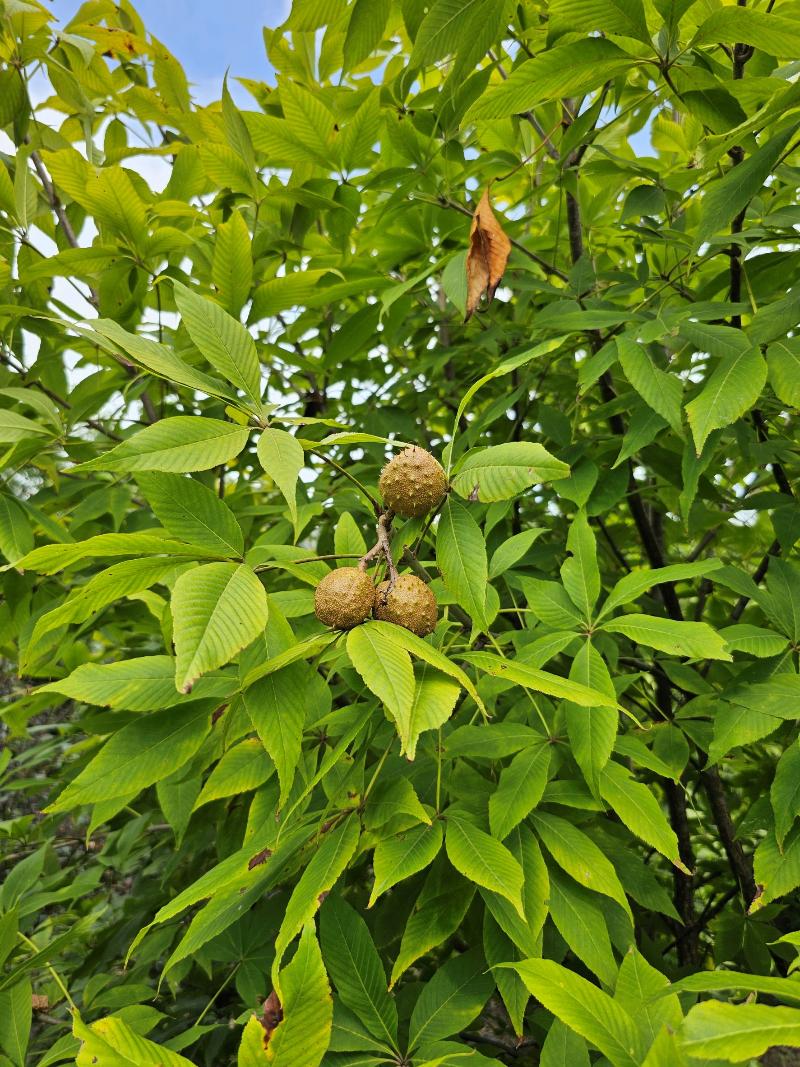 글라브라칠엽수