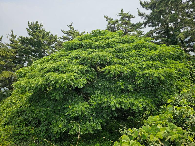 머귀나무