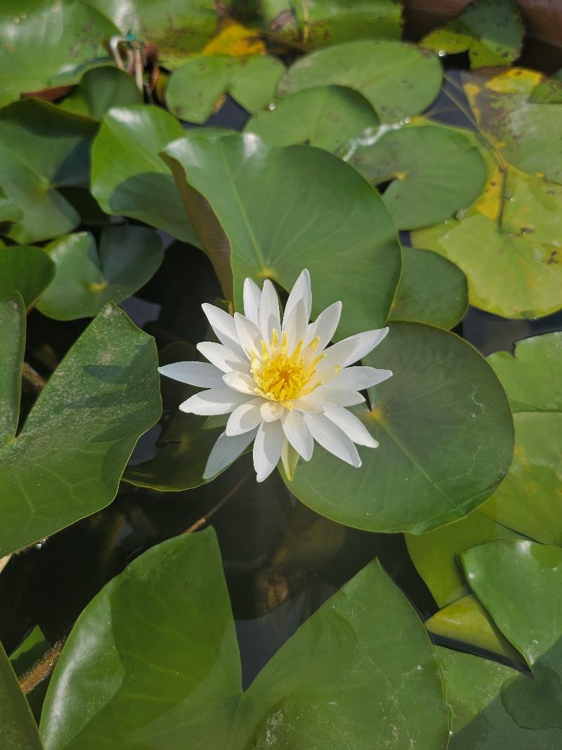 수련