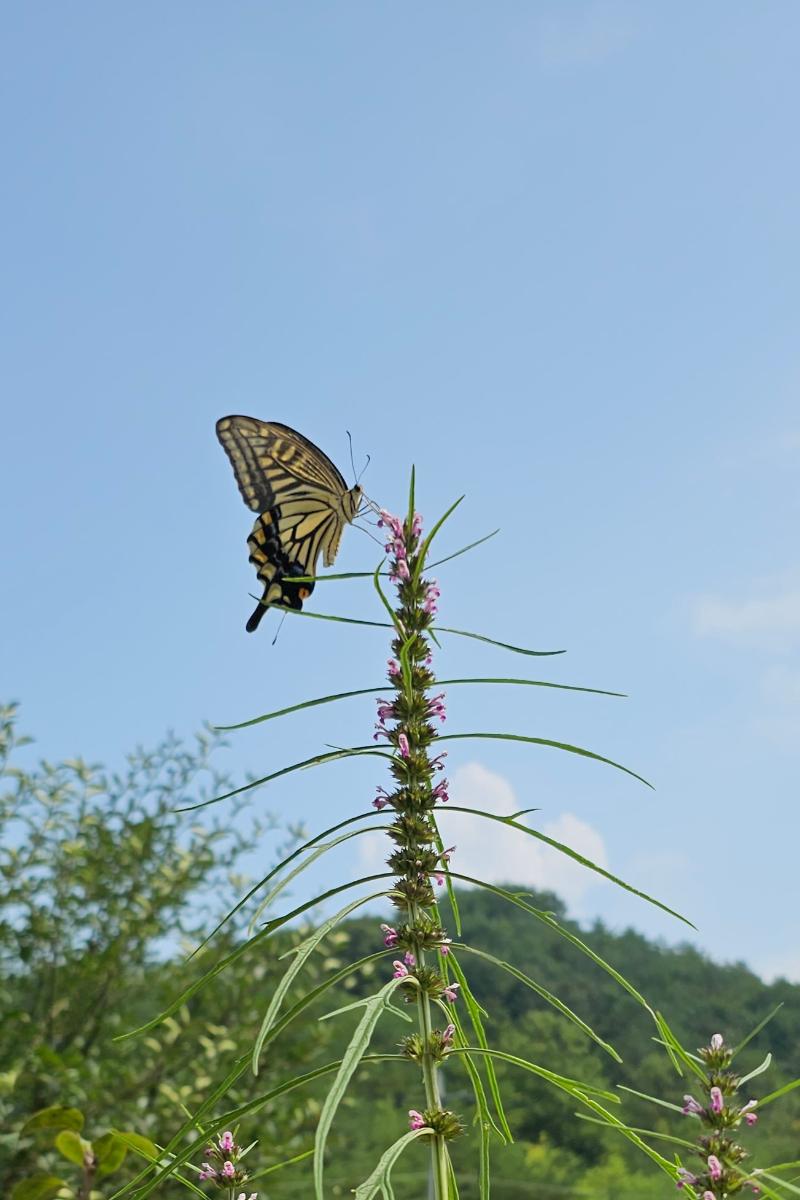 익모초