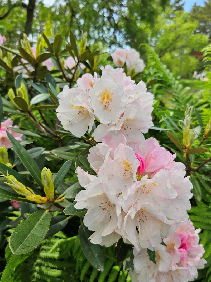 [플가] 만병초 '모닝 매직' Rhododendron 'Morning Magic'