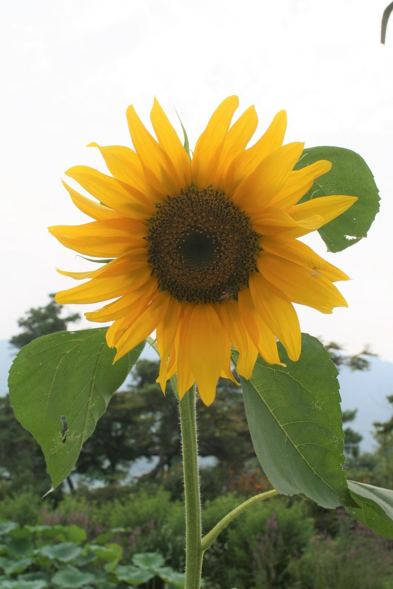 해바라기