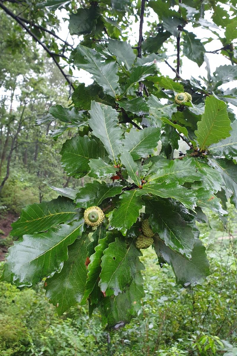 신갈나무