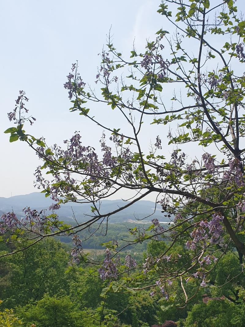 오동나무