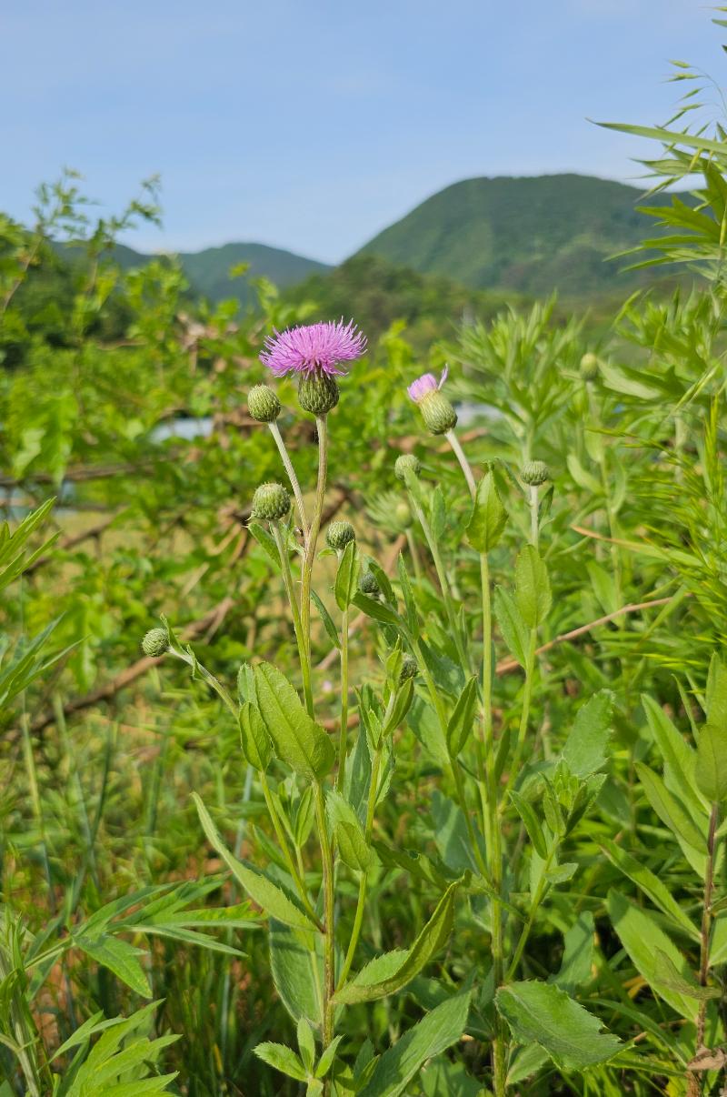 조뱅이