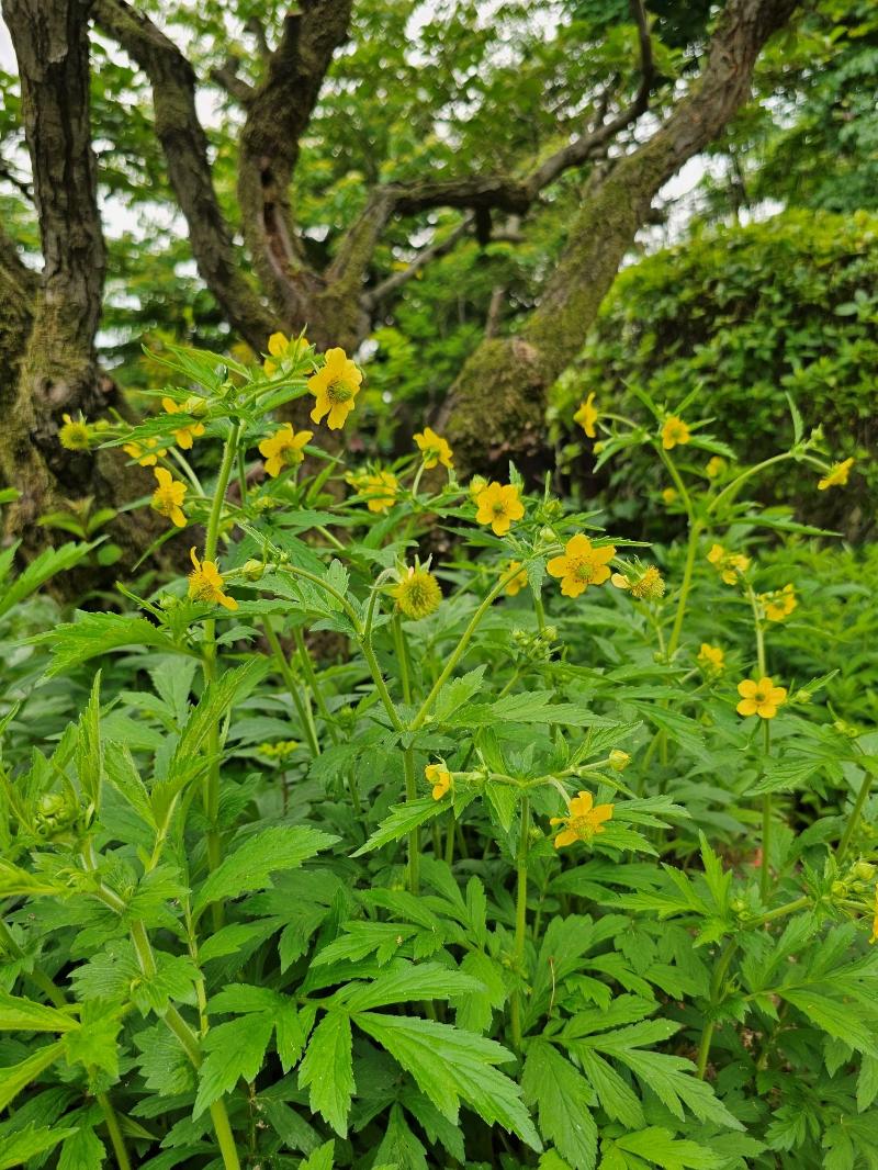 큰뱀무