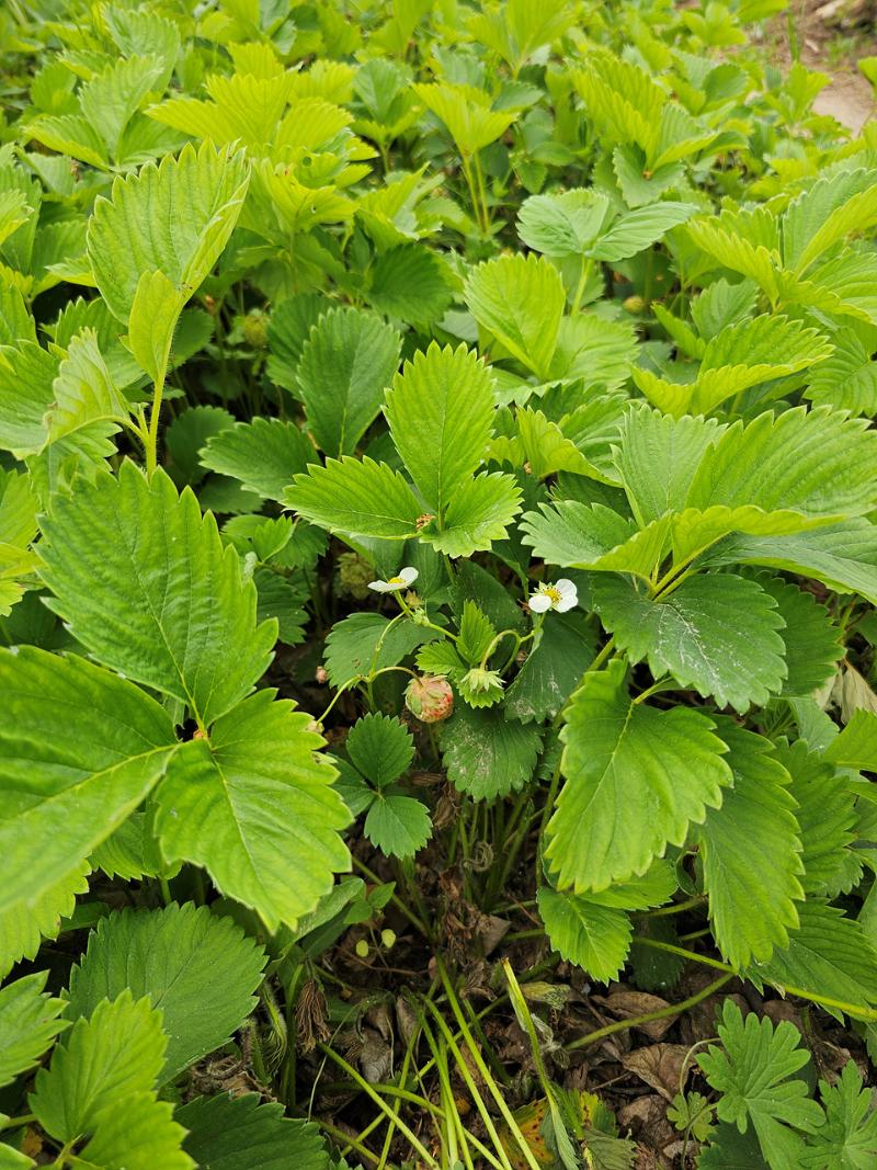 딸기
