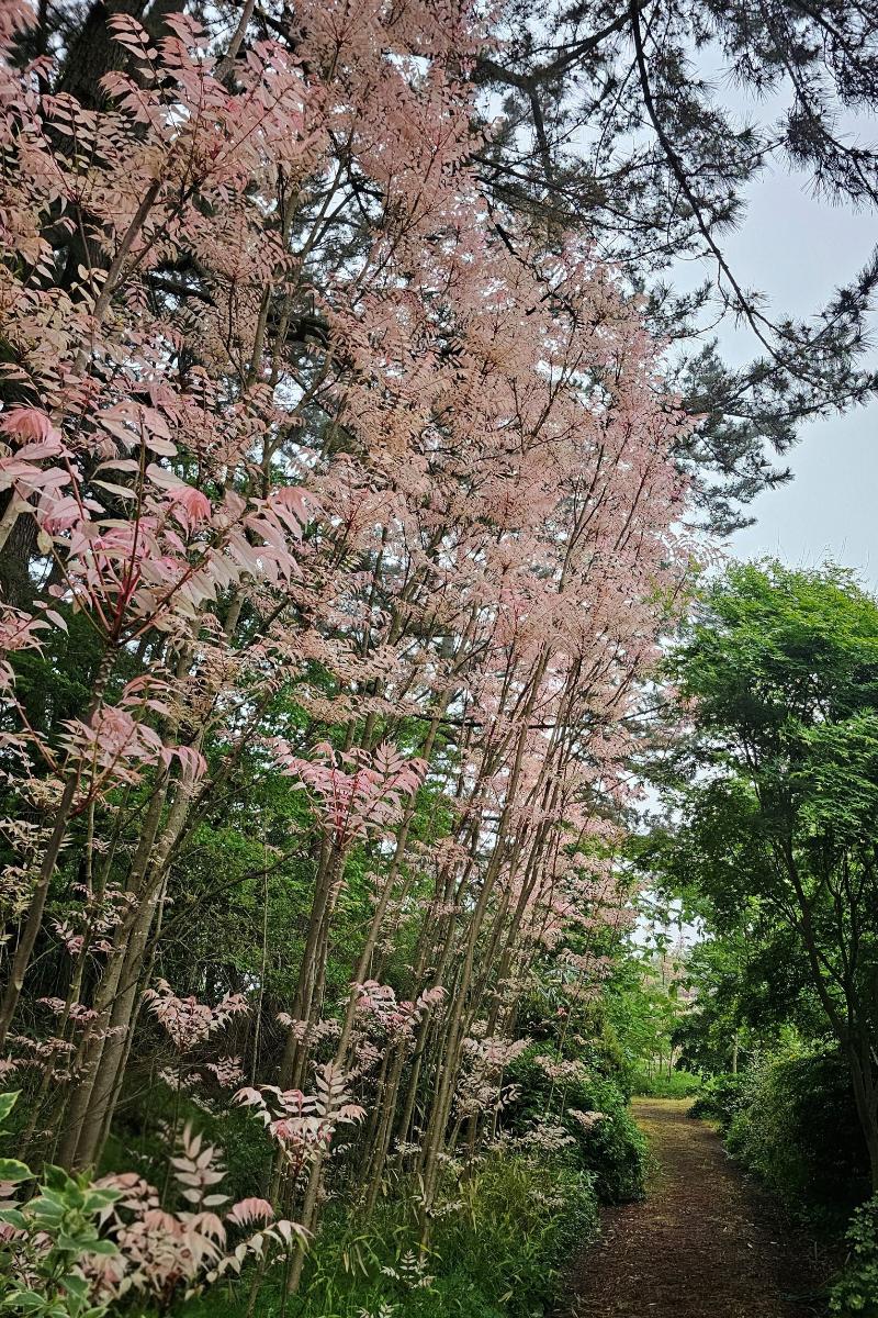 참죽나무 '플라밍고'