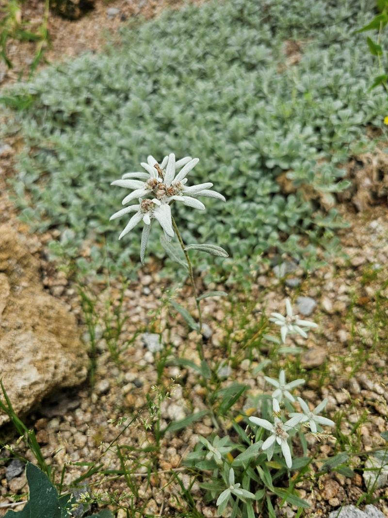 산솜다리
