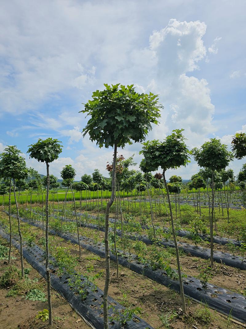 대왕참나무 '그린 드워프'