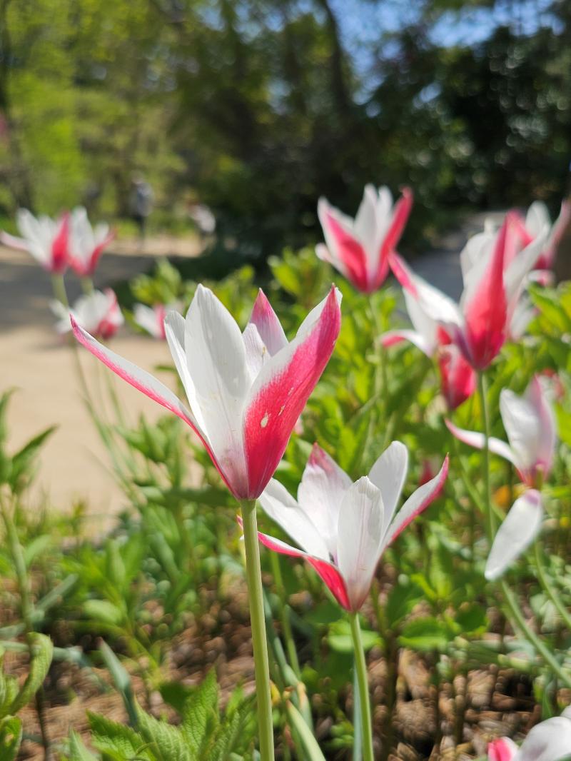 튤립 '레이디 제인'