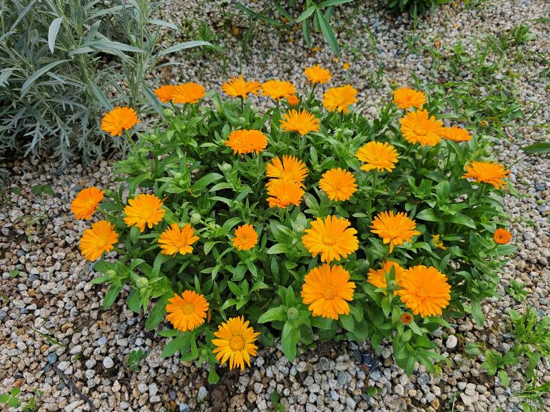 금잔화