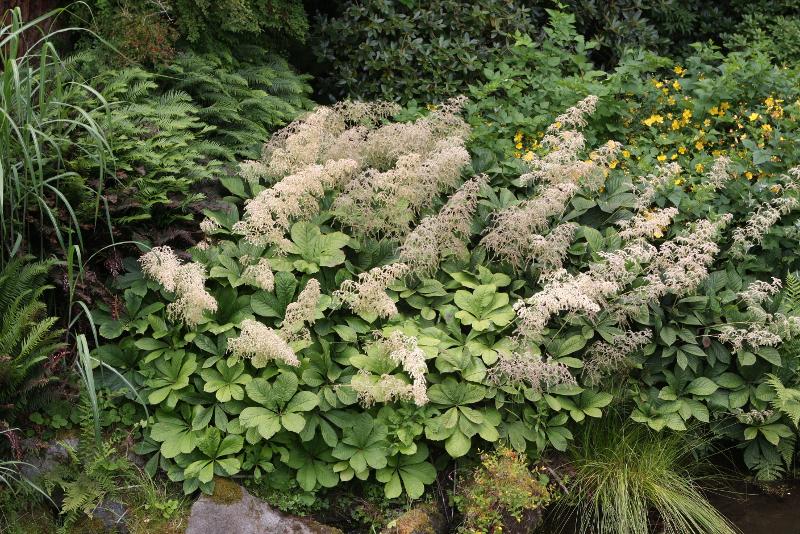 칠엽도깨비부채