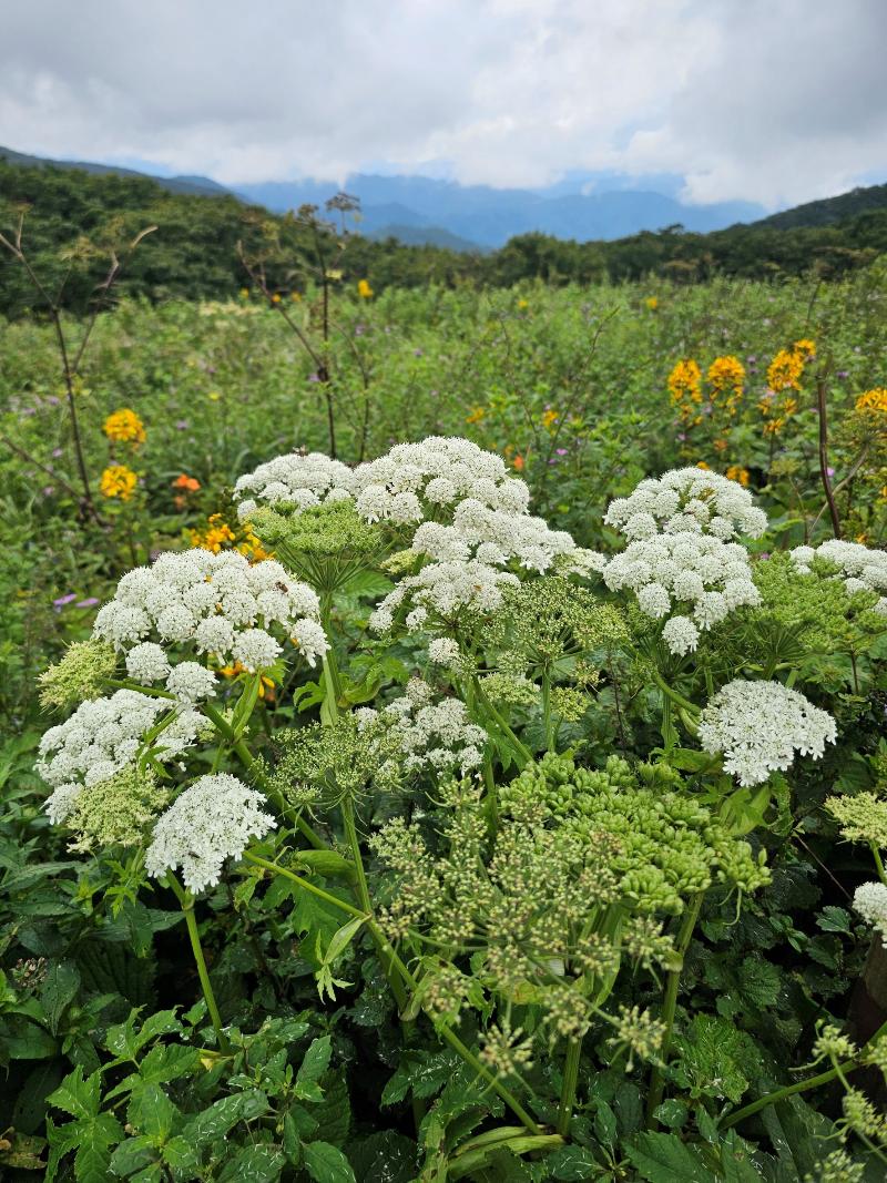어수리