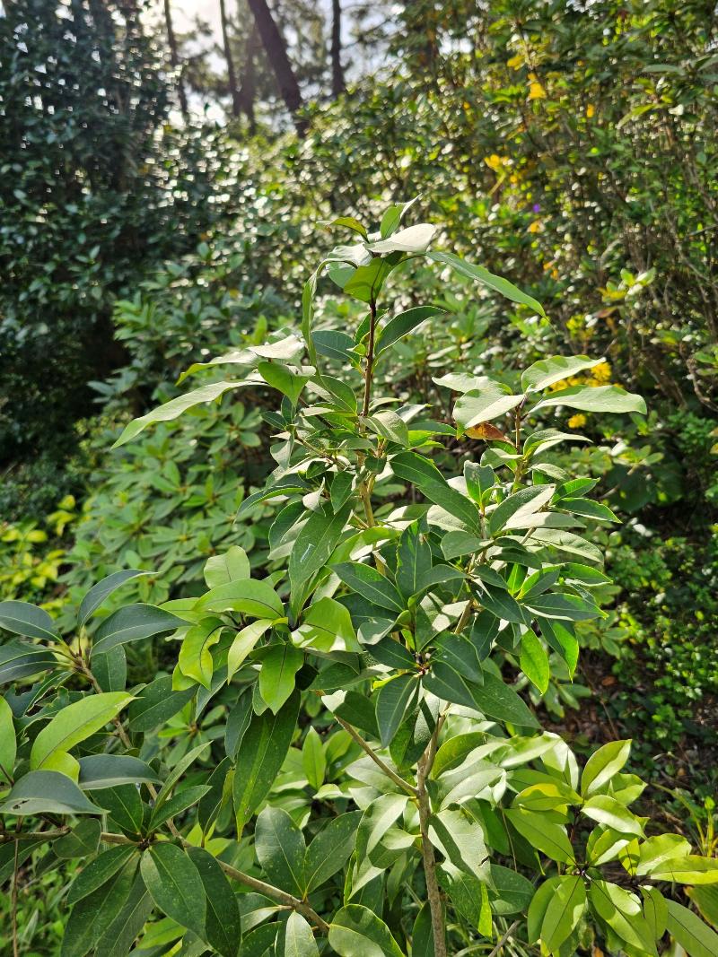 박달목서