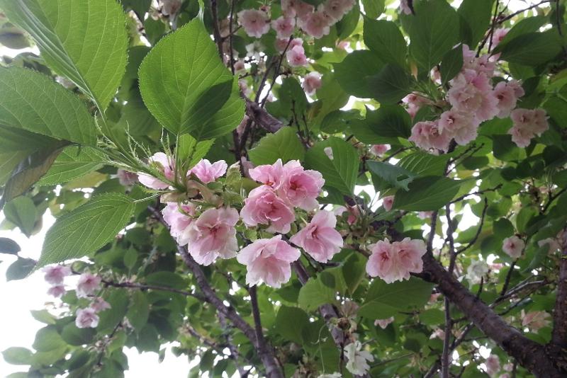 만첩살구
