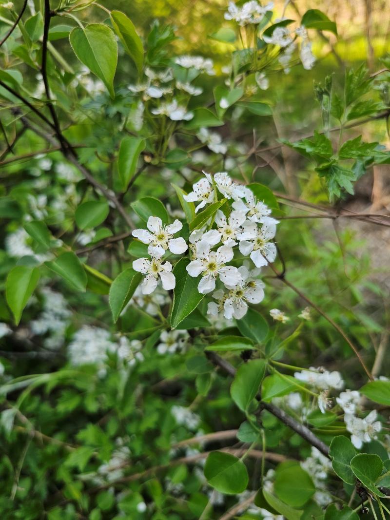 콩배나무