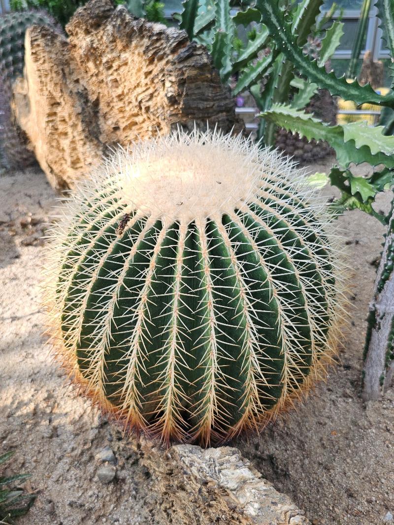 금호선인장